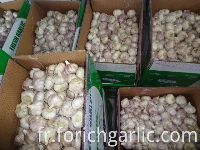 Fresh Normal Garlic Crop 2019